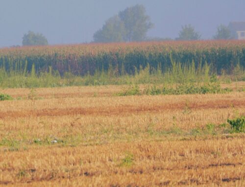 RADUNO DI FRATTA POLESINE – AMBRA DELLA BECCA SI AGGIUDICA IL TROFEO “ CITTA’ DI FRATTA POLESINE” – MIGLIORE DI RAZZA-BOB PER ARGO