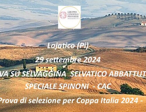 LAJATICO 29 SETTEMBRE 2024 PROVA SU SELVAGGINA SELVATICO ABBATTUTO SPECIALE SPINONI – CAC