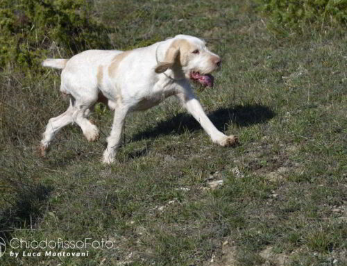 SPECIALE SPINONI SELVATICO ABBATTUTO CASALFIUMANESE-SASSOLEONE 10/11/2024 BATTERIA UNO