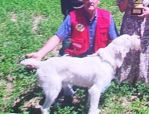 TERNI CINOFILIA 2025: NELLA SPECIALE SPINONI VINCE TARO DI VALPOTENZA