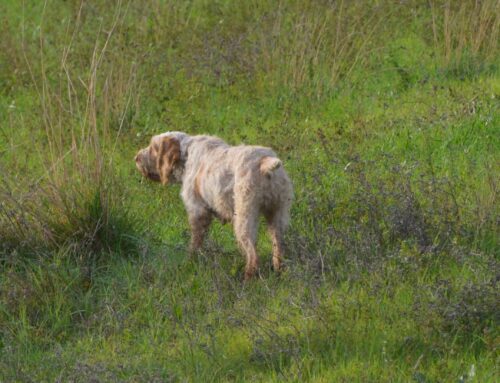 CAMPIONATO A SQUADRE PER DELEGAZIONI – TROFEI MARINO PANIZZA LAJATICO 16/11/2025