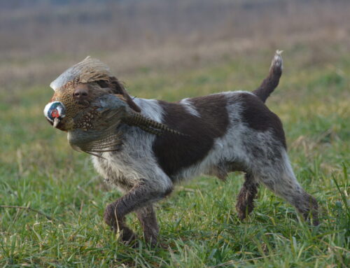 SPECIALE SPINONI – SELVATICO ABBATTUTO SEZZADIO (AL) 10 GENNAIO 2026