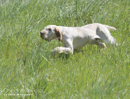 LAJATICO 28 MARZO 2026: CONTINENTALI ITALIANI