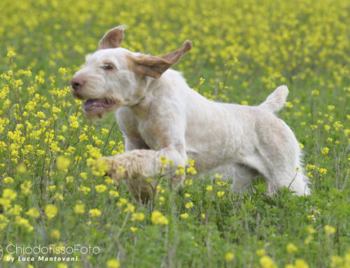 SPECIALE SPINONI CASTIGLIONE DEL LAGO (PG) 20 MARZO 2026