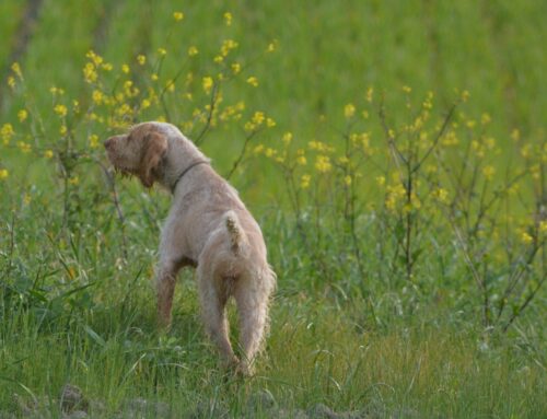 LAJATICO 28-29 MARZO 2026