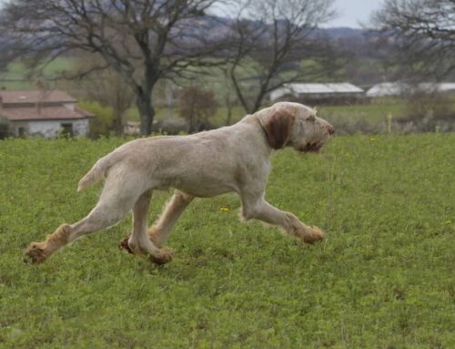 DERBY CONTINENTALI ITALIANI BAGNOREGIO 14-15 MARZO 2026