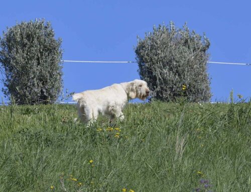 LAJATICO 28 MARZO 2026: SPECIALE SPINONI