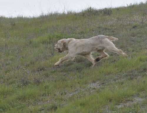 LAJATICO 29 MARZO 2026: SPECIALE SPINONI