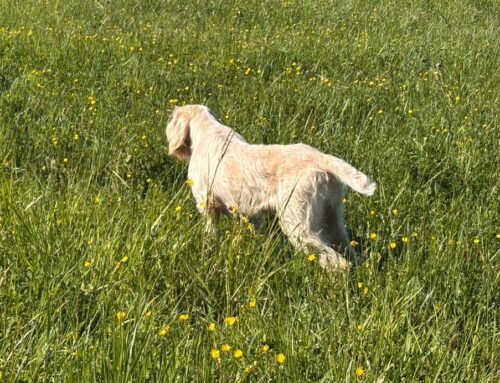 SANT’UBERTO A BRUSCOLI (FI) 26 APRILE 2026