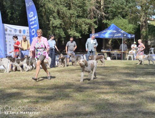 TRIENNALE MONDIALE SPINONE ITALIANO – RADUNO DI RAZZA PARTE DUE