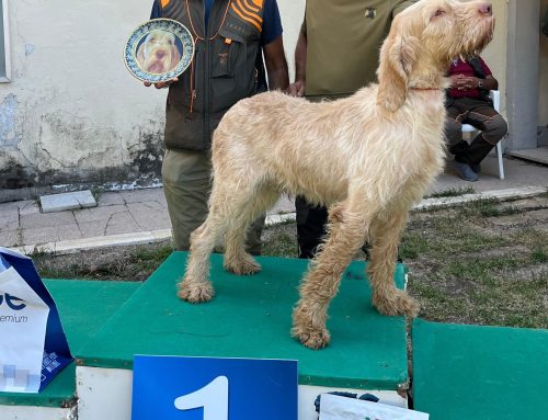 SUCCESSO PER LA SPECIALE SPINONI DEL 21 AGOSTO, NELLA SILA COSENTINA. VITTORIA PER DAVIDENSIS,S ZICO CONDOTTO DA GIUSEPPE GIANCOTTI